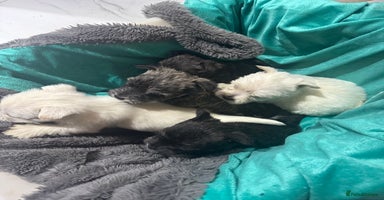 Mixed Breed dogs westie /wauzers - Advert 6