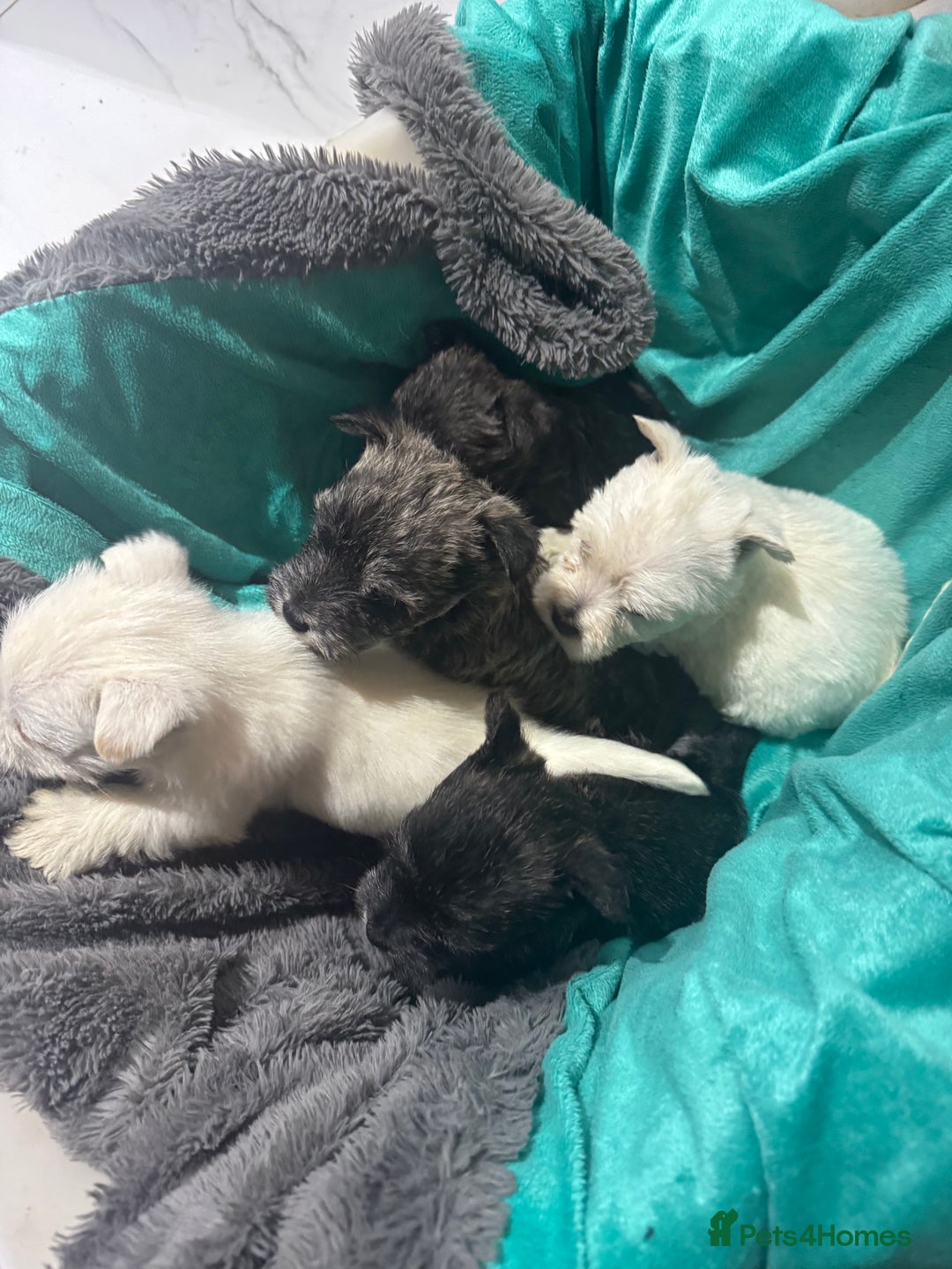 Mixed Breed dogs for sale: westie /wauzers - Advert 3