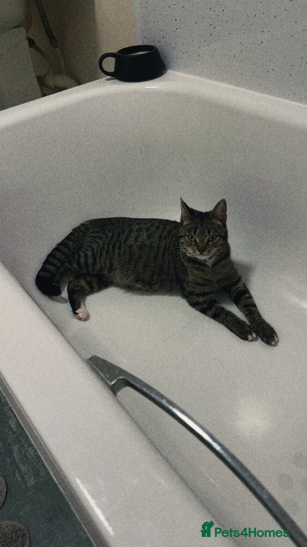 Mixed Breed cats for sale: Beautiful Kittens For Sale in Norwich - Advert 7