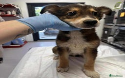 Mixed Breed dogs for adoption: Buddy - for adoption - IN FOSTER IN CHESSINGTON - Image 1