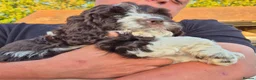 Cockapoo dogs for sale: Puppies in Alton - Advert 8