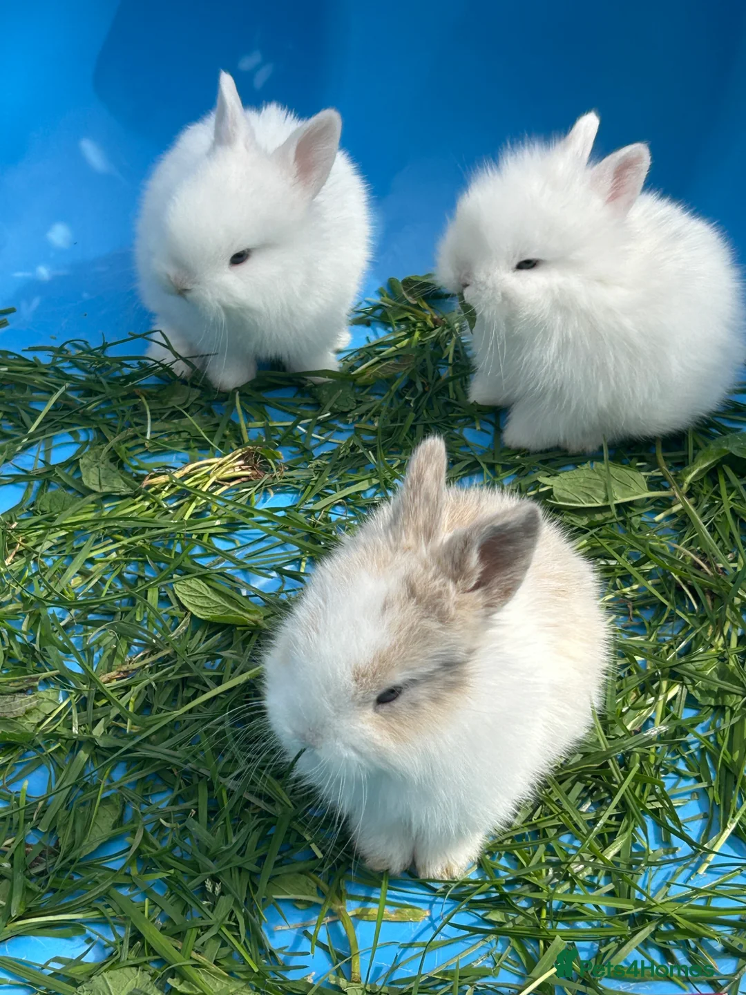 Mini Lop rabbits for sale: mini lop bunnies  in Birmingham - Advert 3