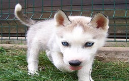 Siberian Husky dogs for sale: Siberian Husky puppies for sale ready now - Image 4