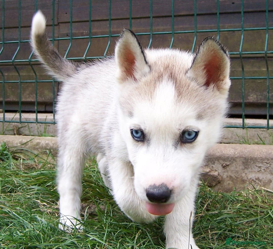 Siberian Husky dogs for sale: Siberian Husky puppies for sale ready now - Image 4