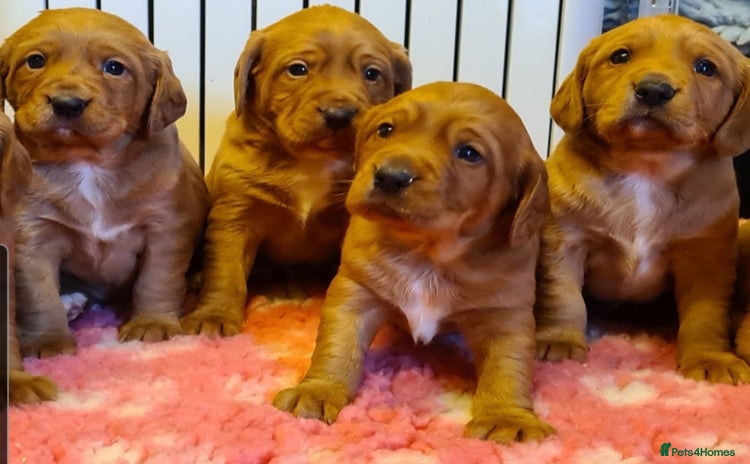 Cockerdor dogs - Advert 1
