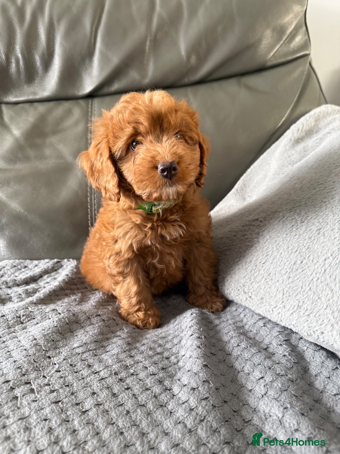 Cockapoo dogs Beautiful Cockapoo puppies  - Advert 2