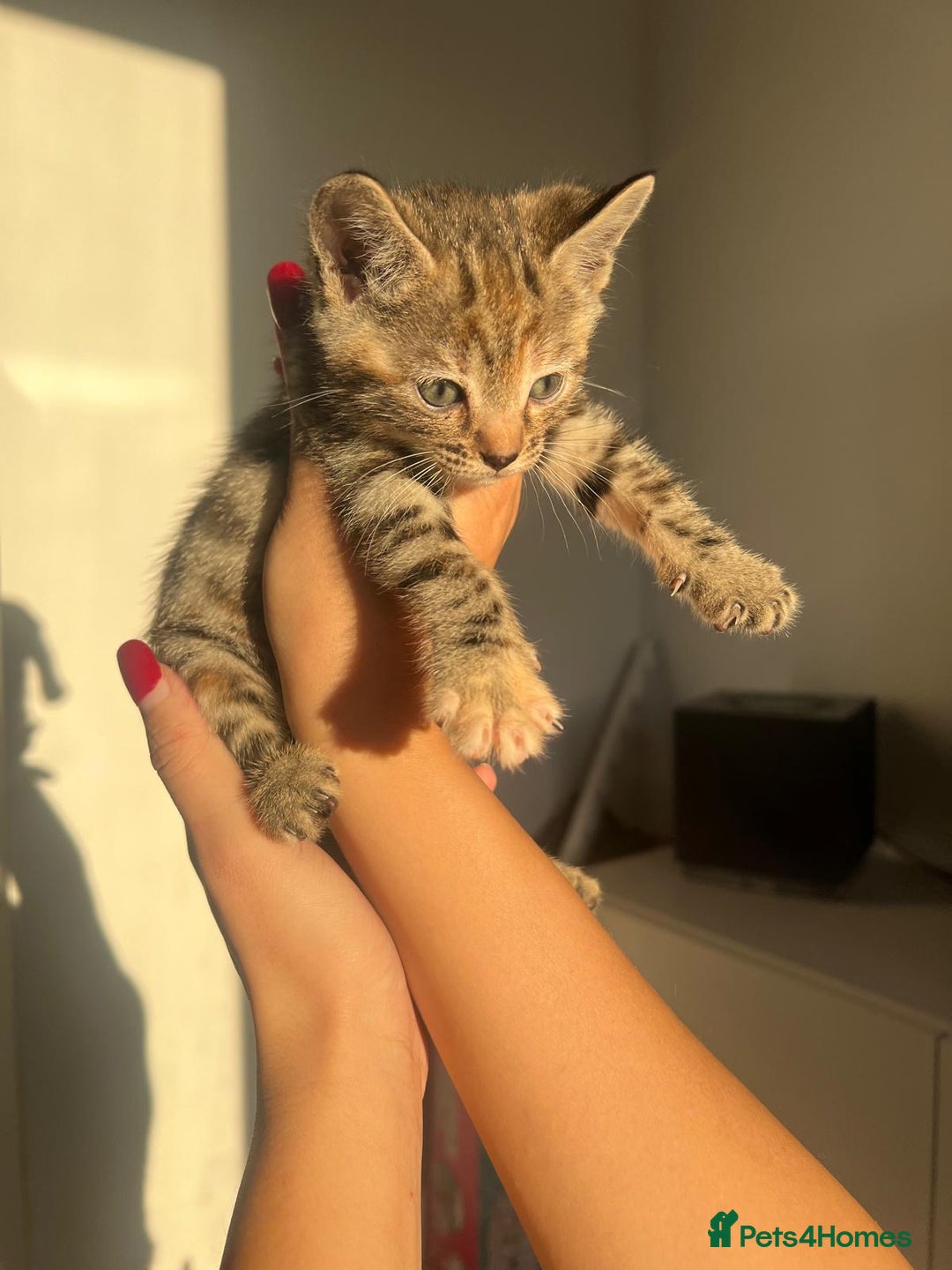 Bengal cats for sale: Beautiful Half Bengal Kittens - Advert 13