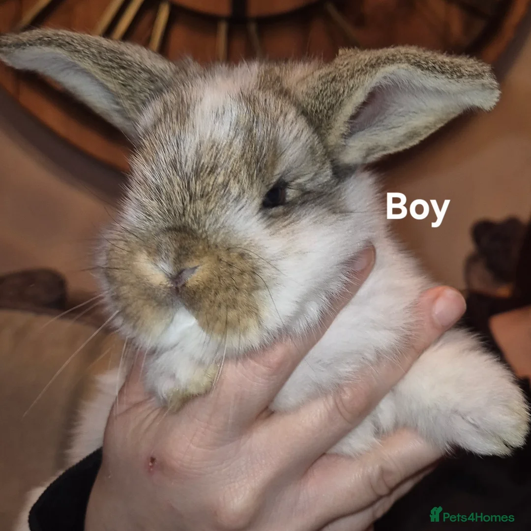 French Lop rabbits for sale: Beautiful French Lops - Advert 6