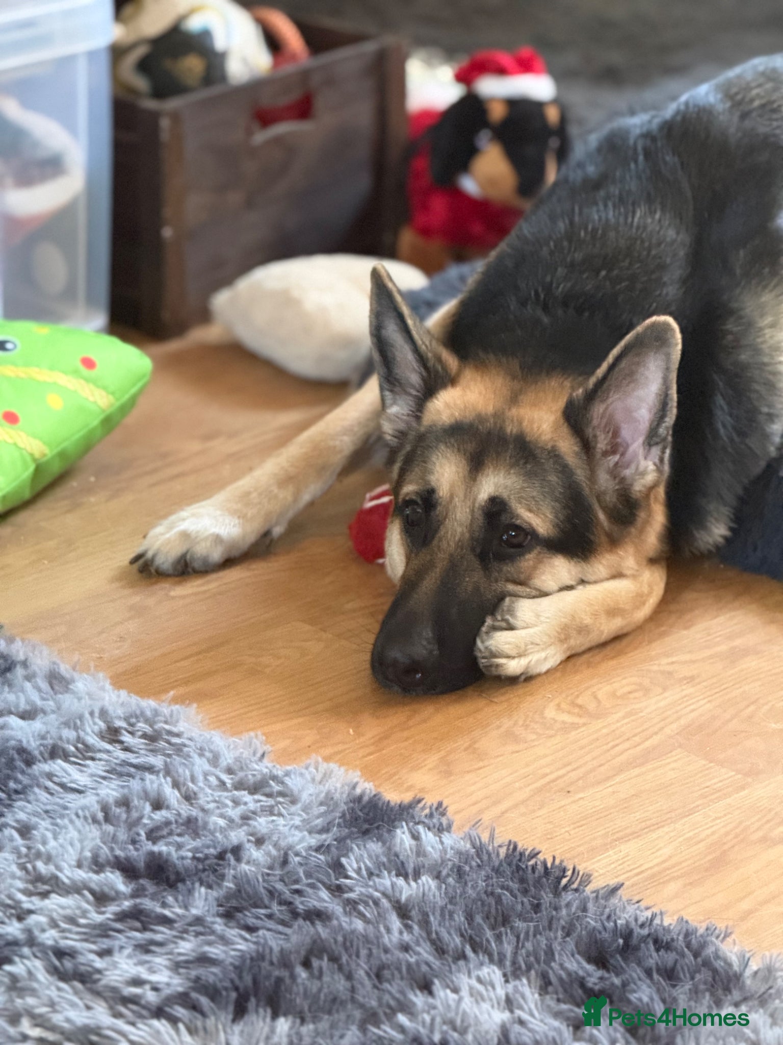 German Shepherd dogs Mr Julian shilling  - Advert 1