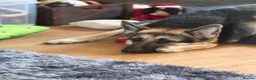 German Shepherd dogs for sale: Mr Julian shilling  - Advert 1