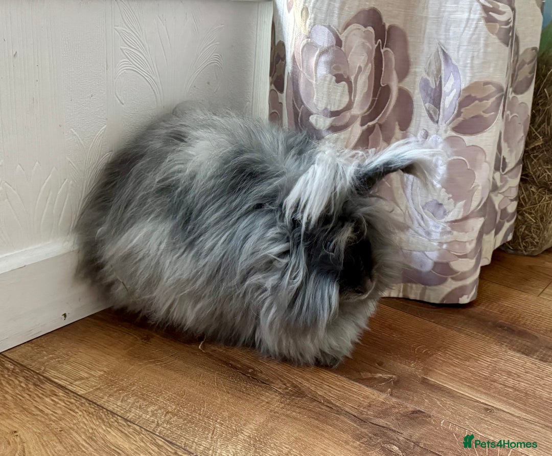 Angora rabbits for sale: 2 angora does for sale to loving home  - Image 9