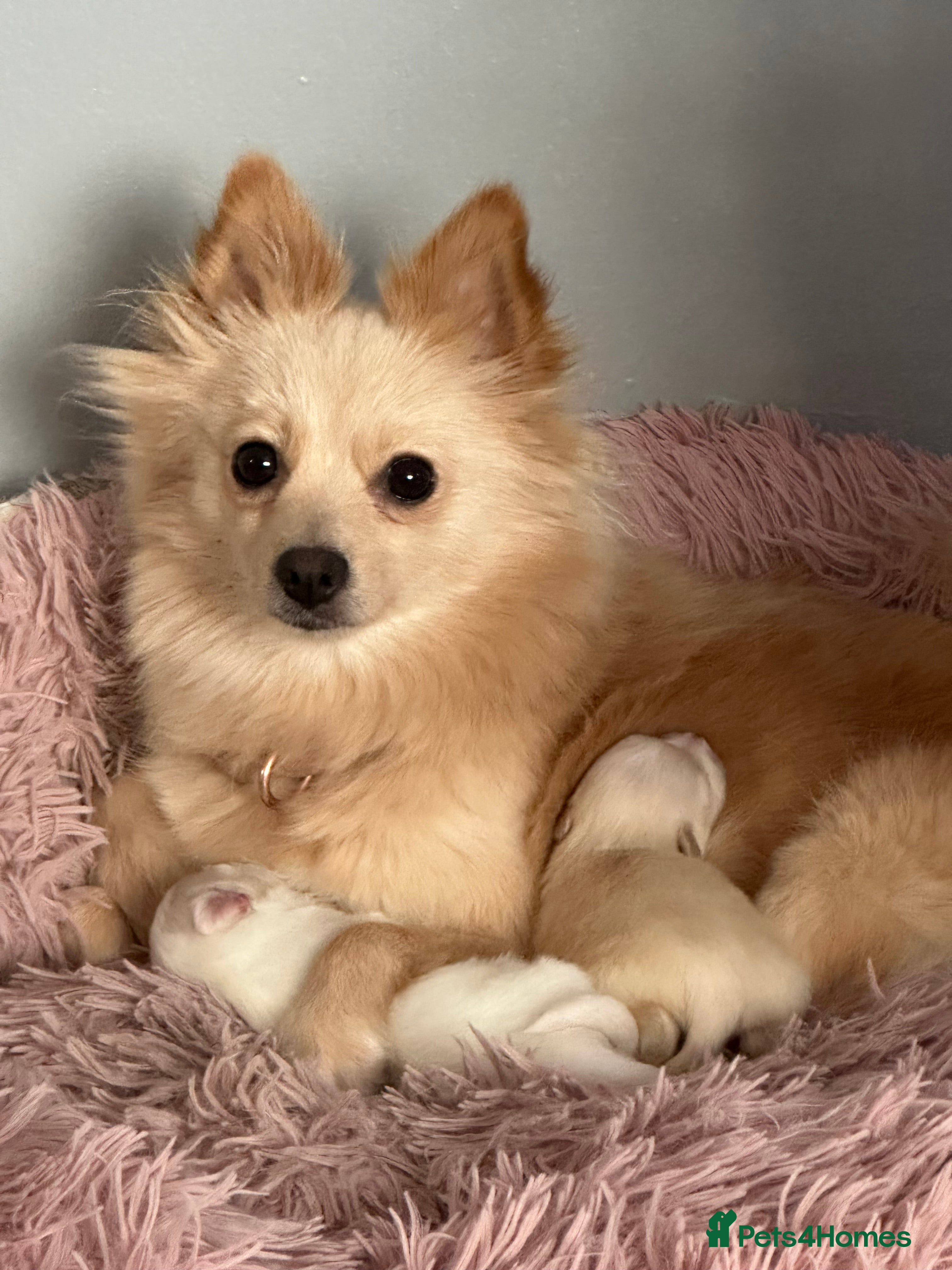 Pomeranian dogs Beautiful Pomeranian Puppies - Advert 8