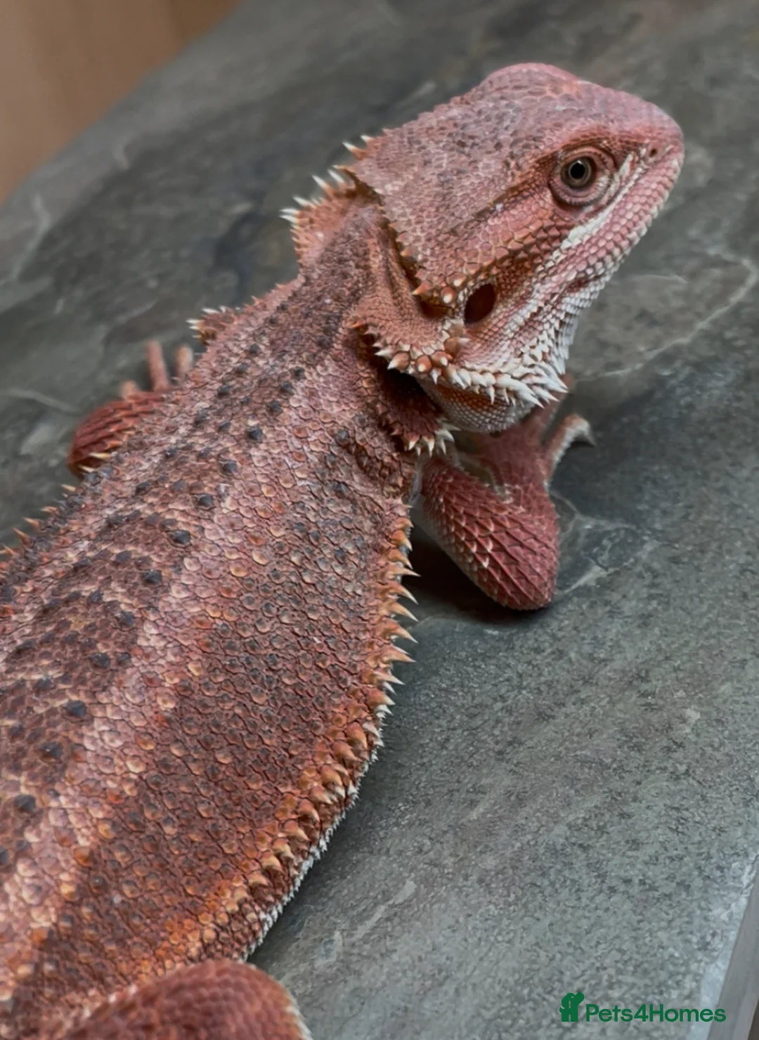 Bearded Dragon reptiles for sale: Red Monster Genetic Stripe Zero Hypo Trans License - Advert 5