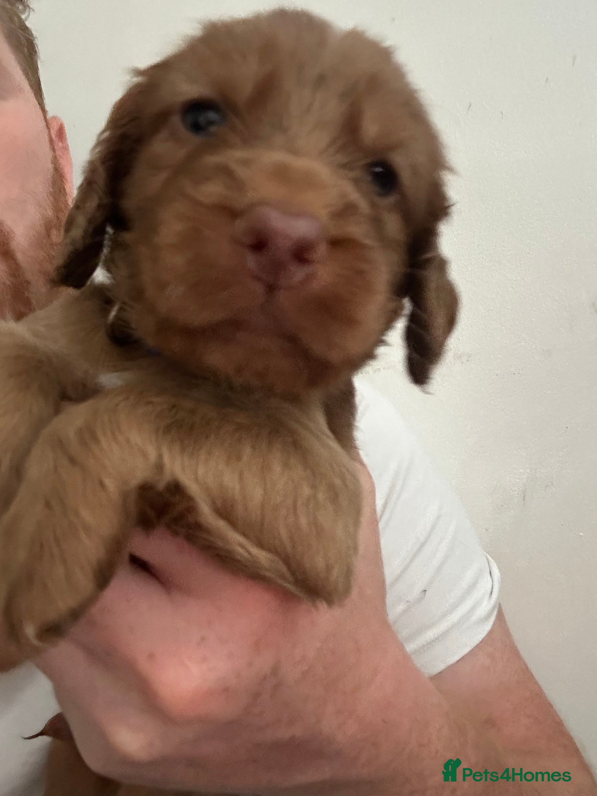 Cocker Spaniel dogs Beautiful top class red cockers  - Advert 2