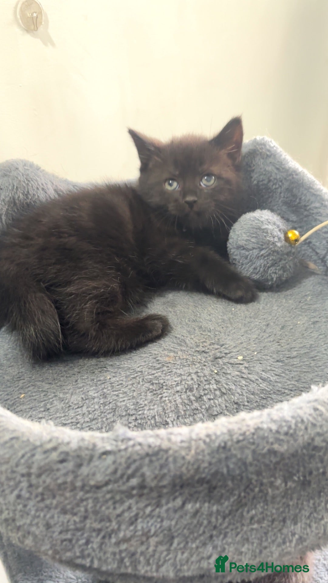 Mixed Breed cats British shorthair x kittens 2 REMAINING  - Advert 2