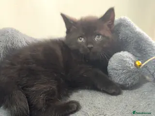 Mixed Breed cats British shorthair x kittens 2 REMAINING - Advert 2