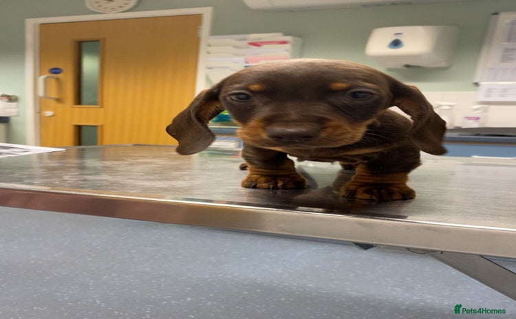 Dachshund dogs - Advert 8