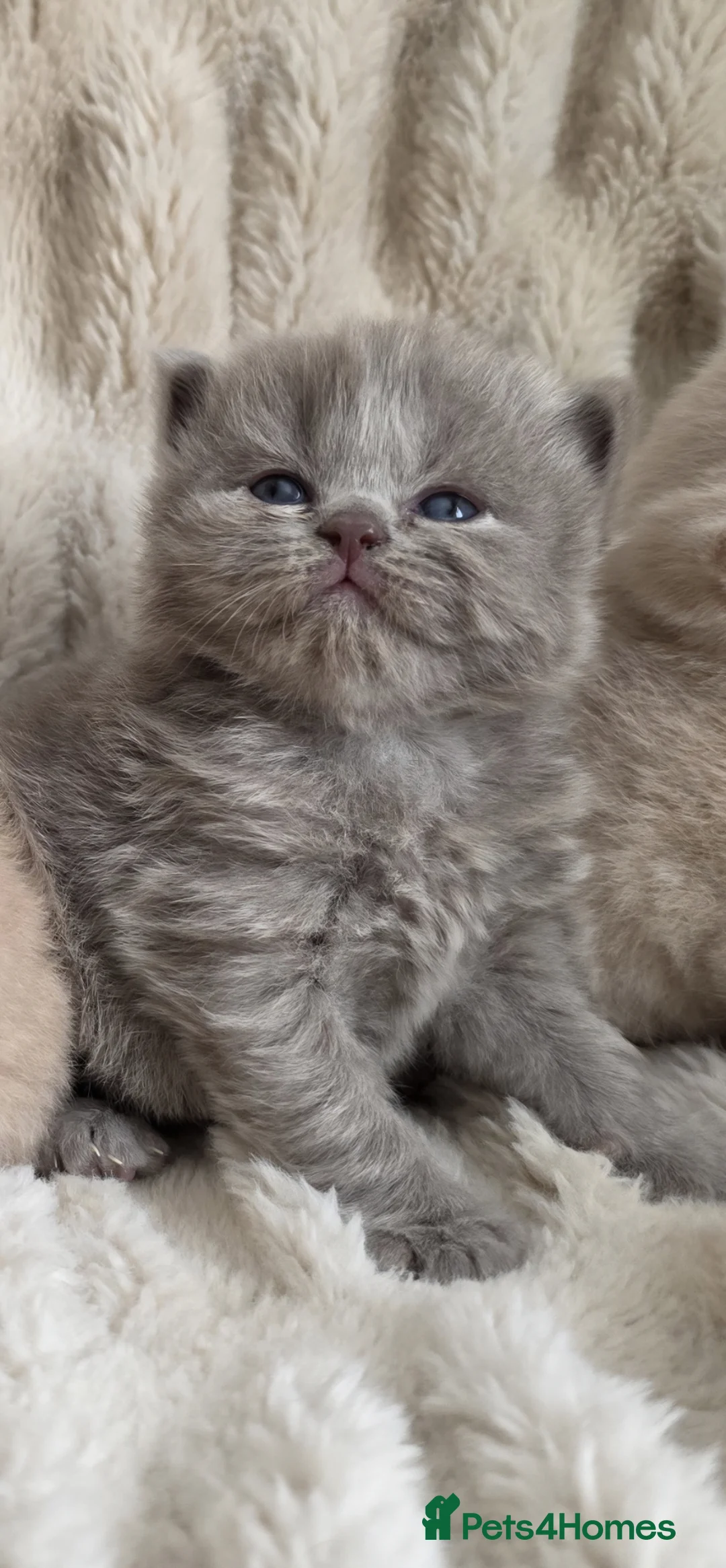 British Longhair cats for sale: Gorgeous GCCF British Longhair lilac  - Advert 1