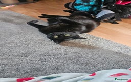 British Shorthair cats for sale: Rehoming needed for 18 month old boy. - Image 2