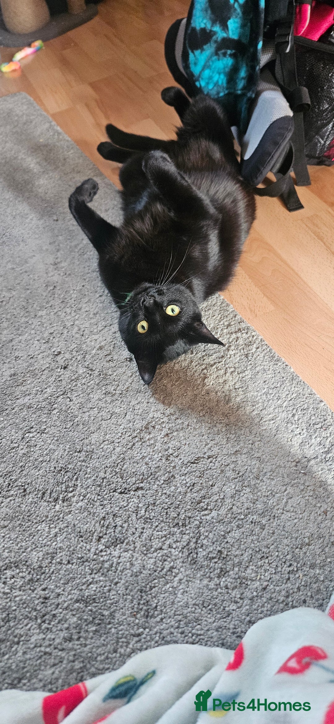 British Shorthair cats for sale: Rehoming needed for 18 month old boy. - Image 2