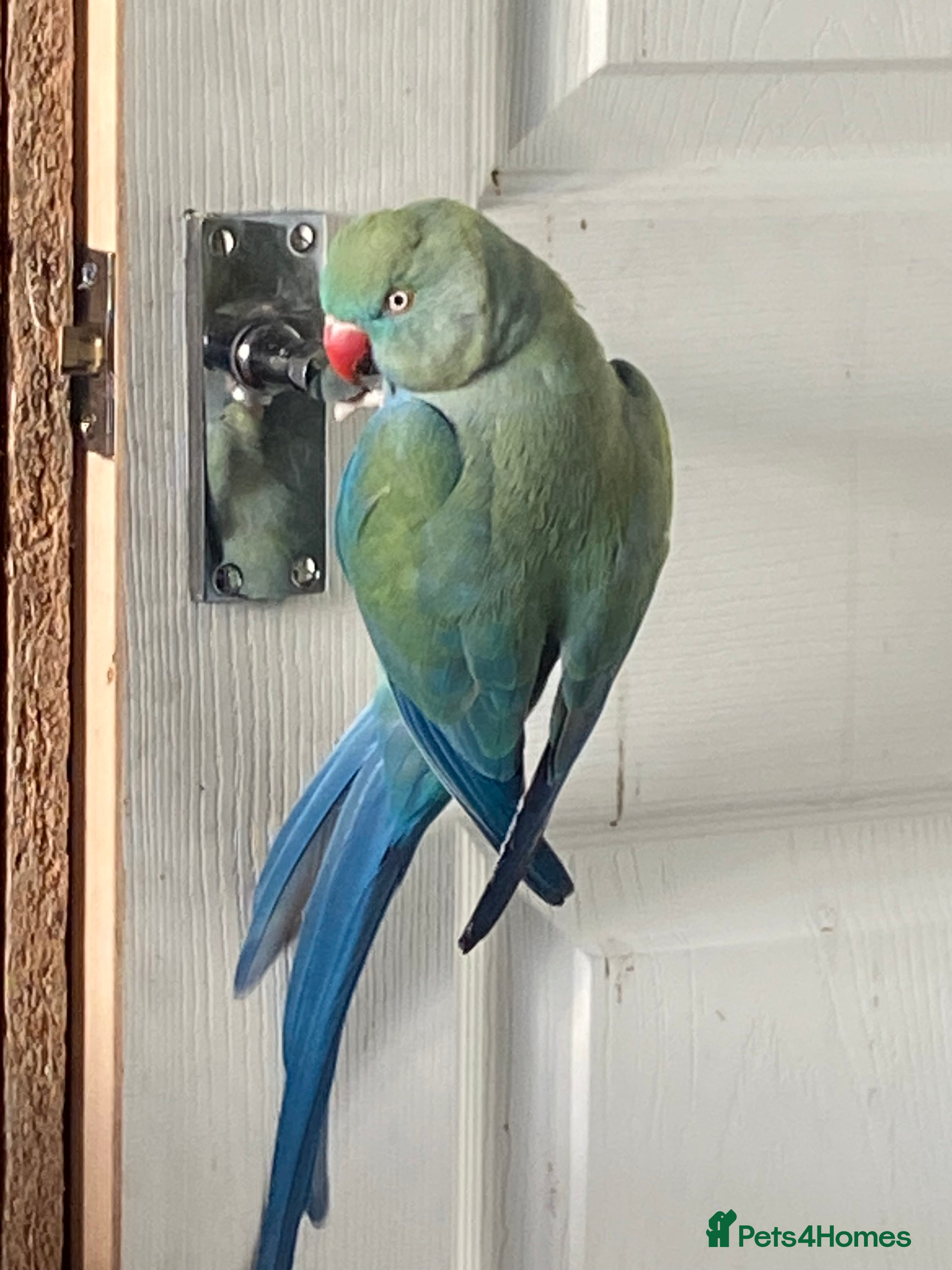 Ringnecks birds Ringkneck - Advert 1