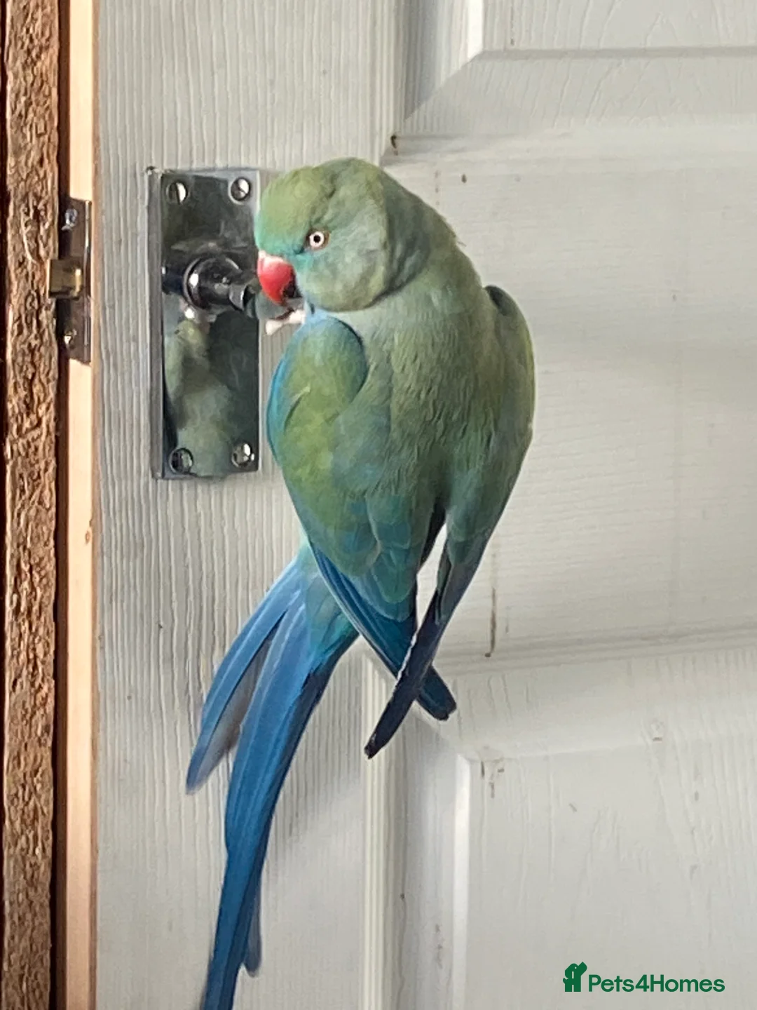 Ringnecks birds for sale: Ringkneck - Advert 1