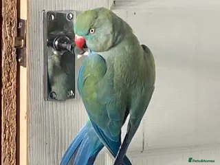 Ringnecks birds Ringkneck - Advert 1