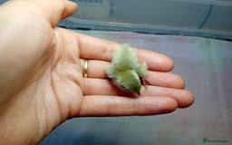 Quail poultry for sale: Coturnix, Celadon and Chinese Painted Quail Chicks - Image 25