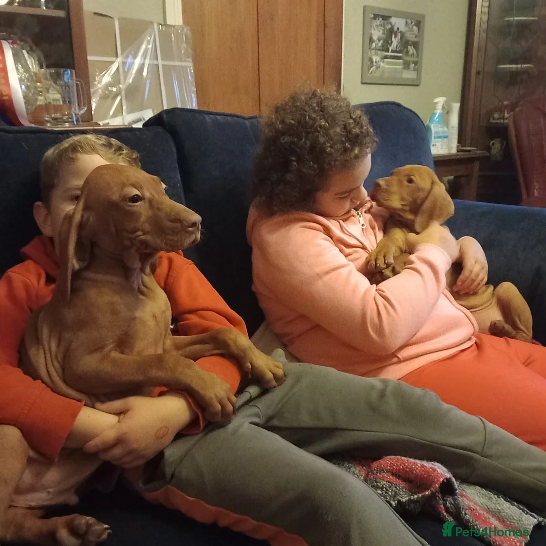 Hungarian Vizsla dogs for sale: Hungarian vizla puppies for sale - Advert 2