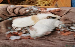 Guinea Pig rodents for sale: Pair of Brother Guinipigs 4 weeks old - Image 3