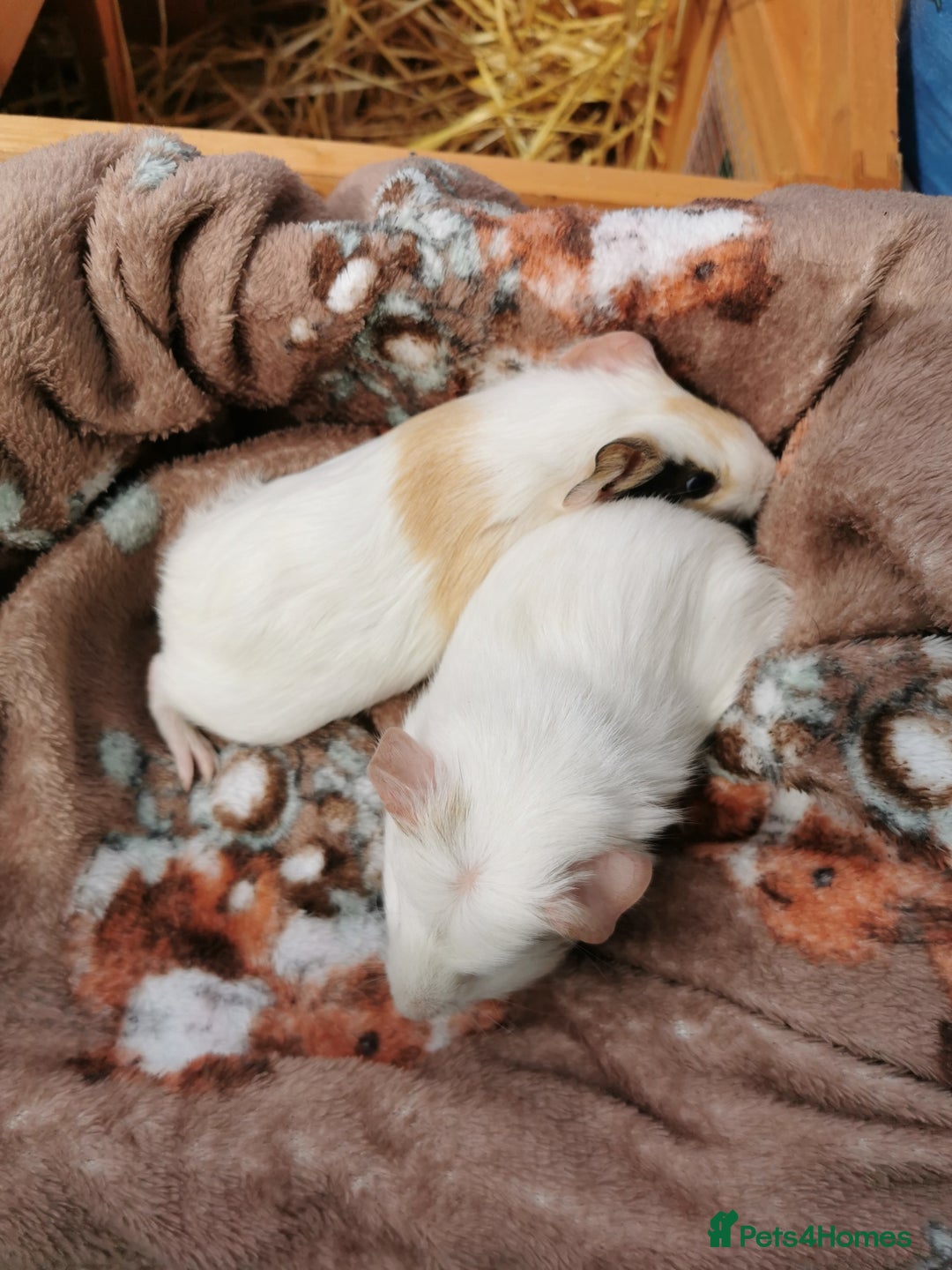 Guinea Pig rodents for sale: Pair of Brother Guinipigs 4 weeks old - Image 3