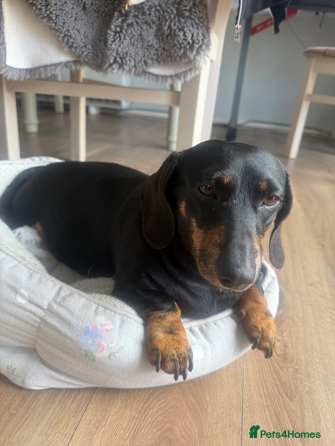 Dachshund dogs for sale: 6. Year old KC reg mini Dauchhound female - Image 3