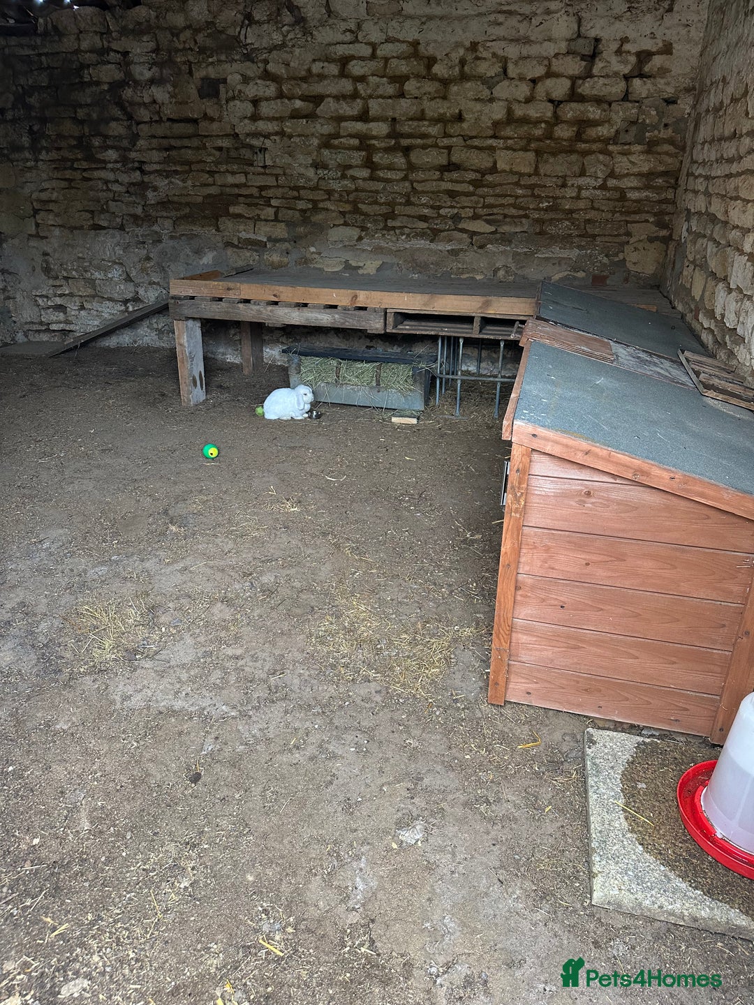 Mini Lop rabbits for sale: Home waiting for some bunnies  - Image 1