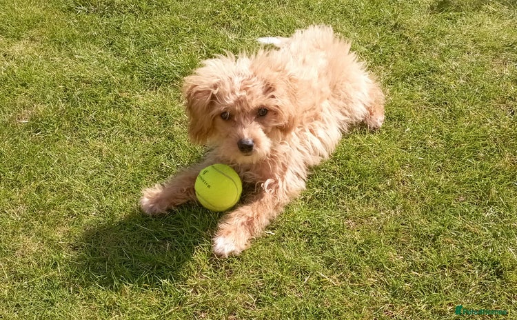 Cavapoochon dogs - Advert 1
