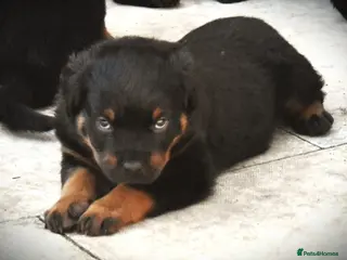 Rottweiler dogs Rottweilers 5 short coats❤️2 long coats - Advert 3