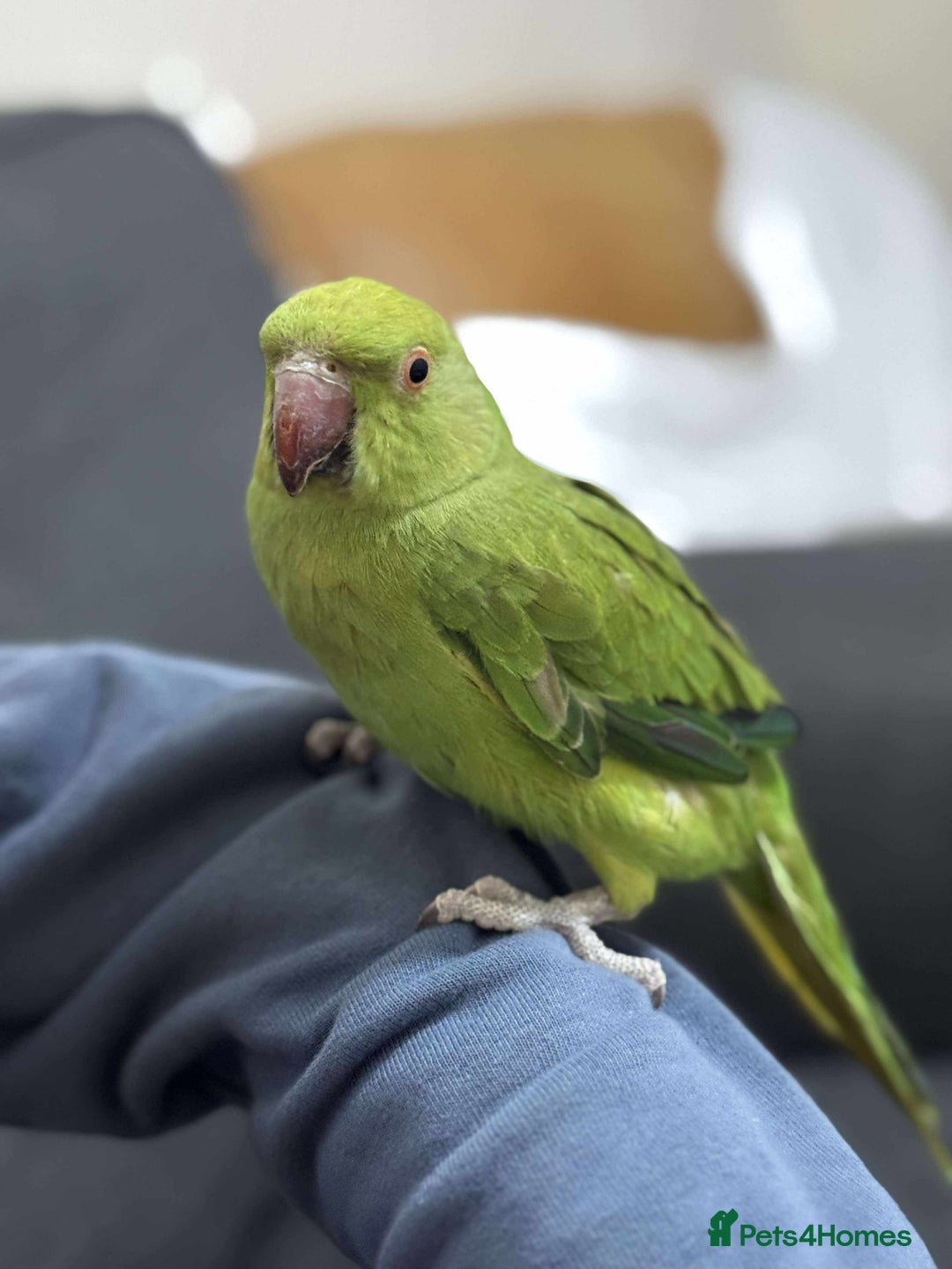 Ringnecks birds for sale: A beautiful Indian ringneck  - Advert 7