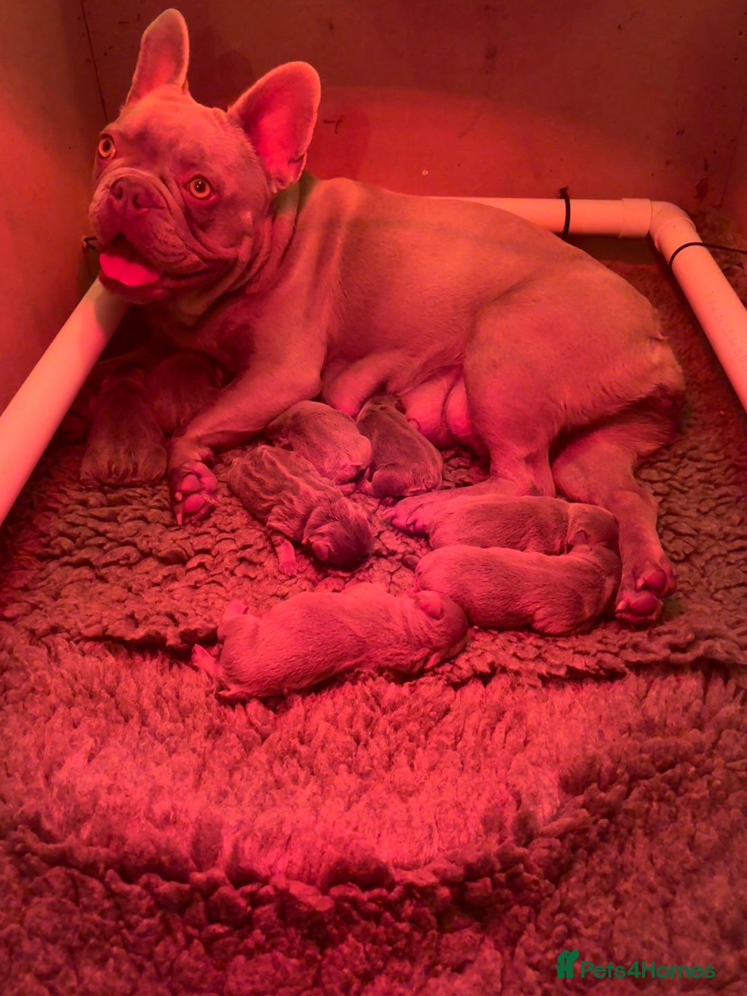 French Bulldog dogs for sale: Pedigree Frenchies - New Shade Isabella’s & Lilacs - Image 30