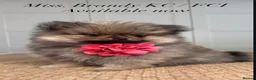 Pomeranian dogs for sale: KC Pomeranians tiny little bears 🐻 Ready Now  - Advert 20