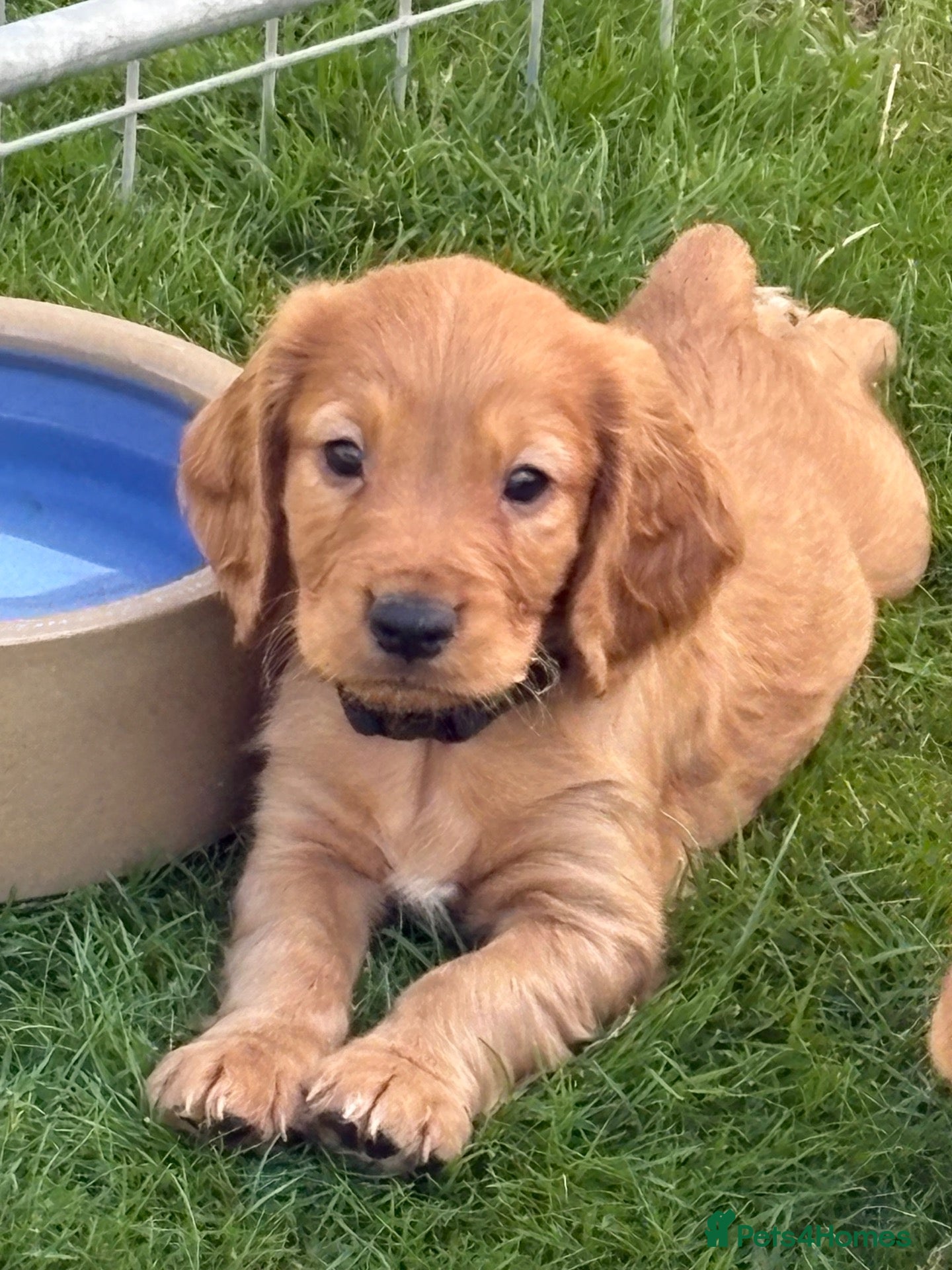 Cocker Spaniel dogs Well bred working cocker spaniel puppies - Advert 15