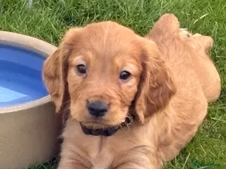Cocker Spaniel dogs Well bred working cocker spaniel puppies - Advert 15