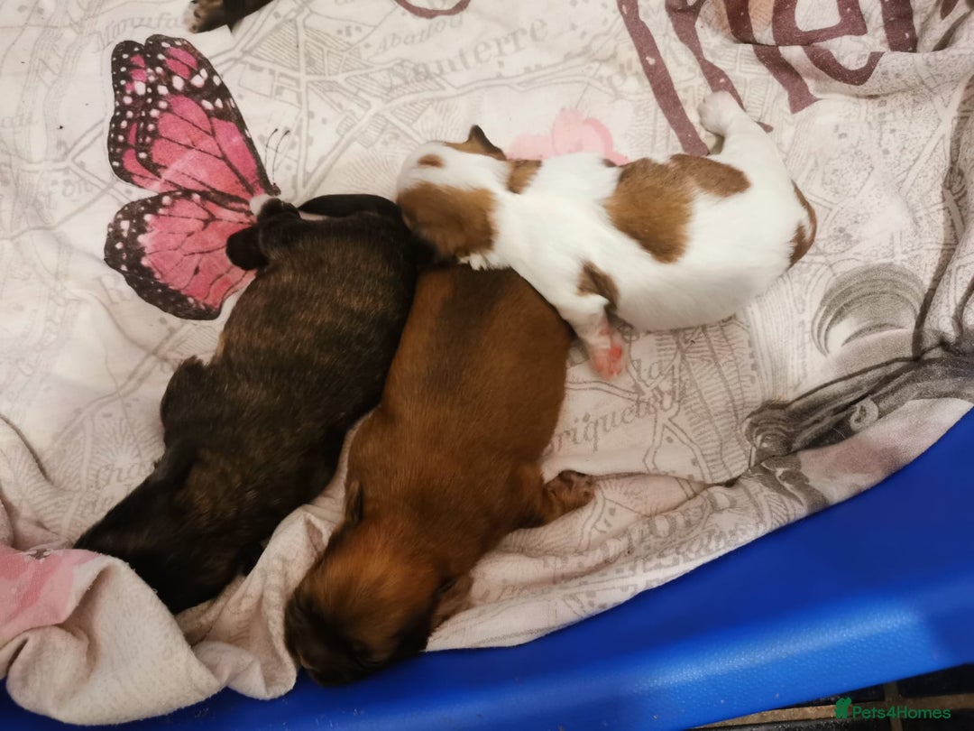 Shih Tzu dogs for stud: Kc Registered Shih Tzu for stud in Bournemouth - Advert 11