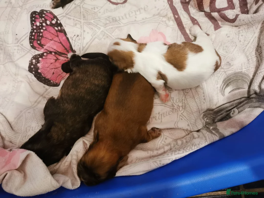 Shih Tzu dogs for stud: Kc Registered Shih Tzu for stud in Bournemouth - Advert 13