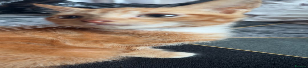British Longhair Kitten 4