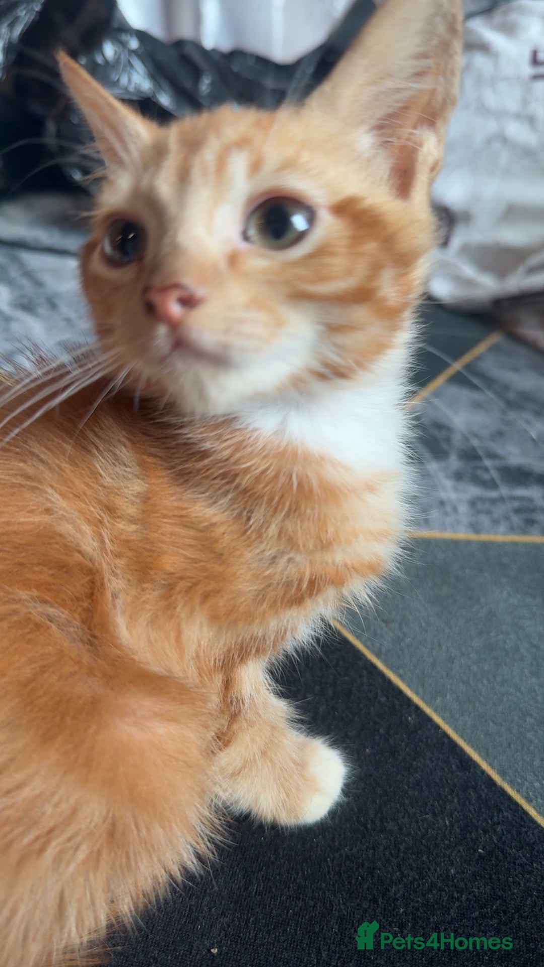 British Longhair cats for sale: 5 beautiful kittens for sale - Image 7