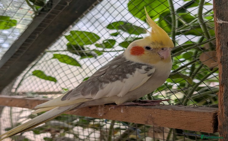 Cockatiels birds - Advert 2