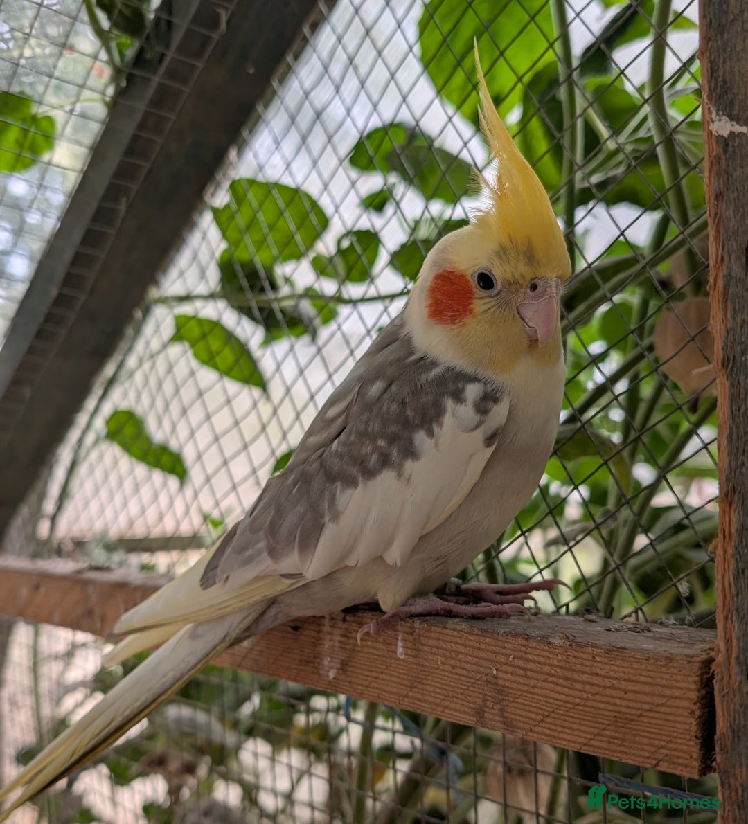 Cockatiels birds for sale: Male Hand Reared Cockatiel + Large Cage + Supplies - Image 1