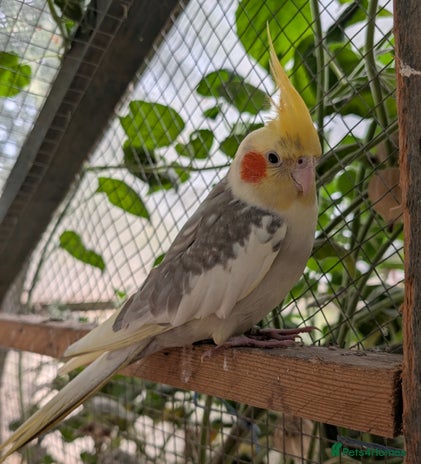 Cockatiels birds - Advert 4