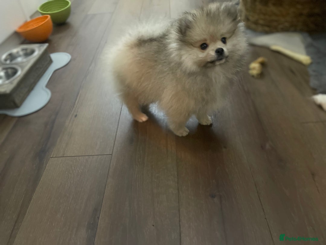 Pomeranian dogs for sale: Pomeranian Puppies – Ready Now - Advert 9