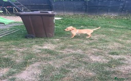 Labrador Retriever dogs for sale: KC Reg Yellow Champagne golden Labrador Puppy boy in Spalding - Image 26