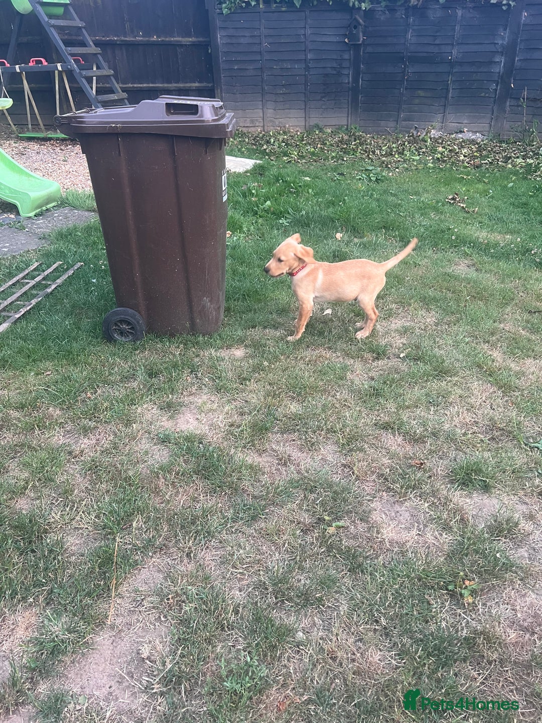 Labrador Retriever dogs for sale: KC Reg Yellow Champagne golden Labrador Puppy boy in Spalding - Image 26